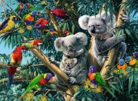 Puzzle - Koalas im Baum - 500 Teile Puzzles