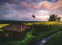 Reisfelder im Norden von Bali - Ravensburger - Puzzle...