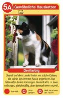 Katzen