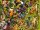 Bunter Dschungel - Ravensburger - Kinderpuzzle