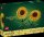 LEGO Botanicals Sonnenblumen